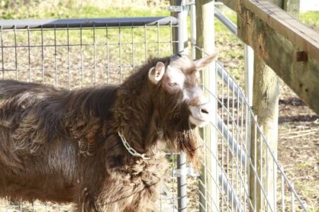 A Buck In The Pen Is Worth Two In The Bush Image